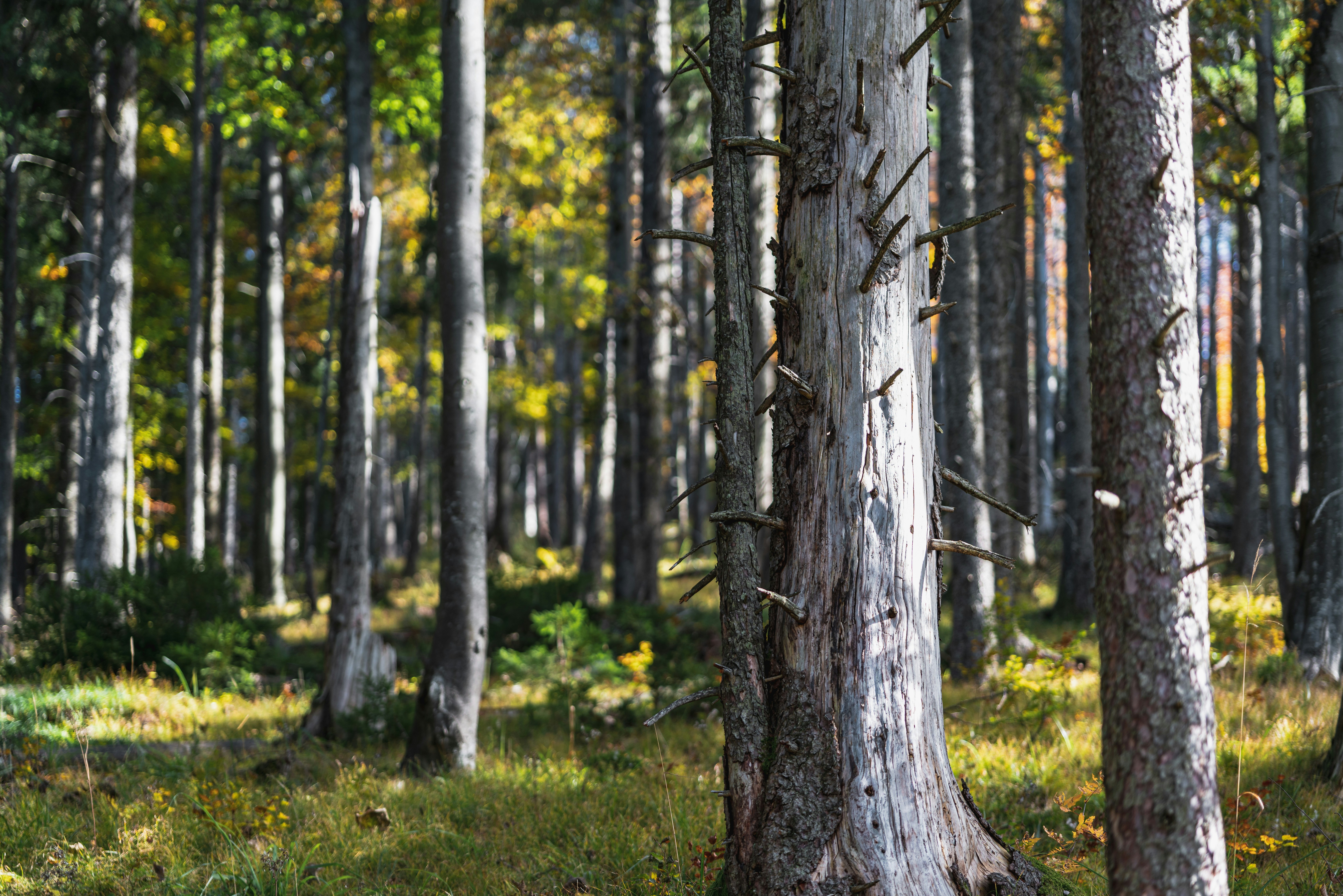 Waldspaziergang